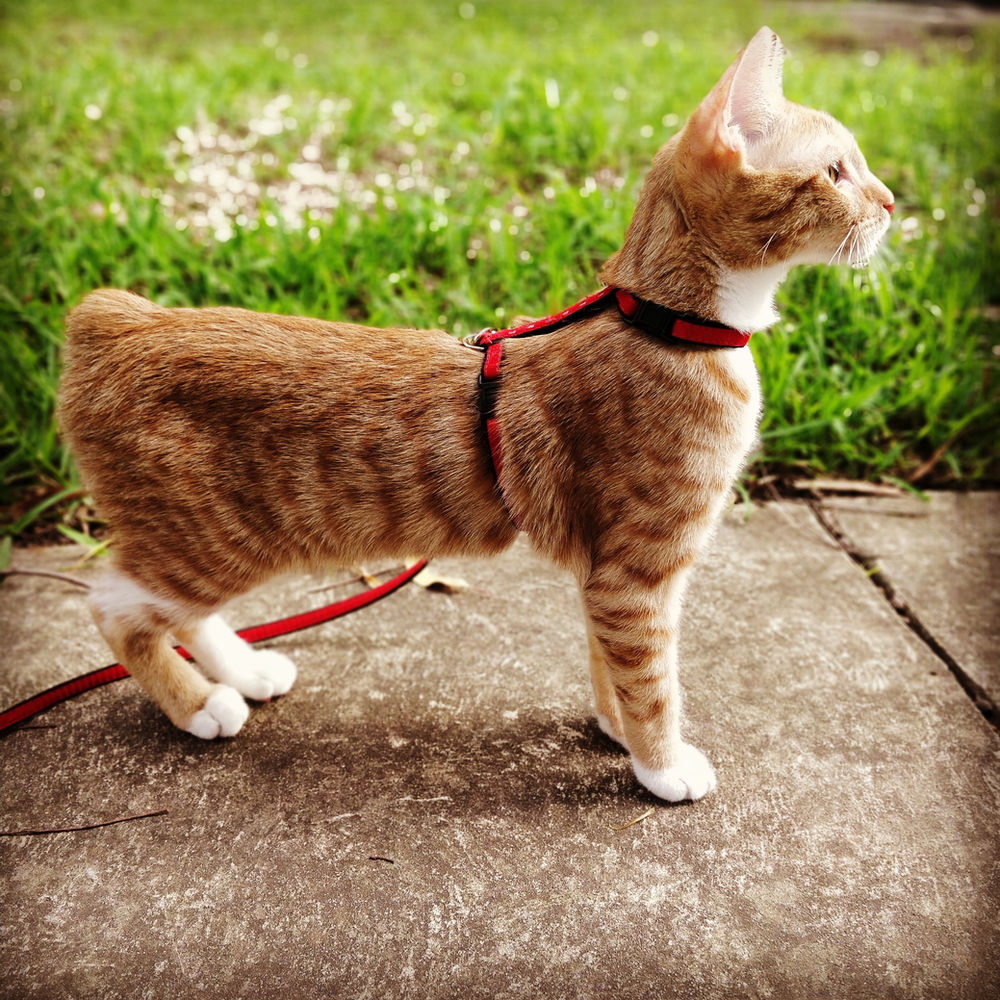 What's so special about Manx Cats?