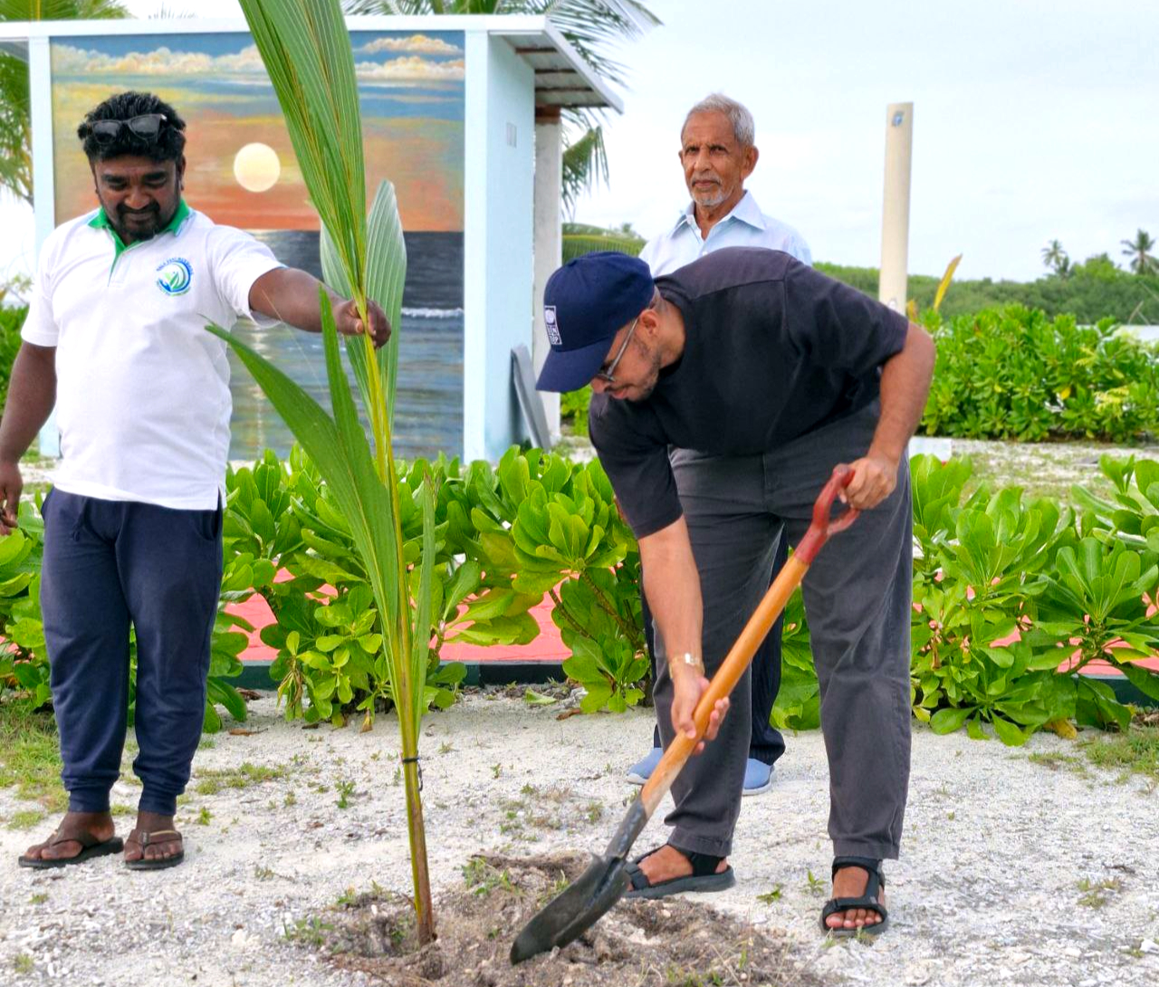 Coconut cultivation planting