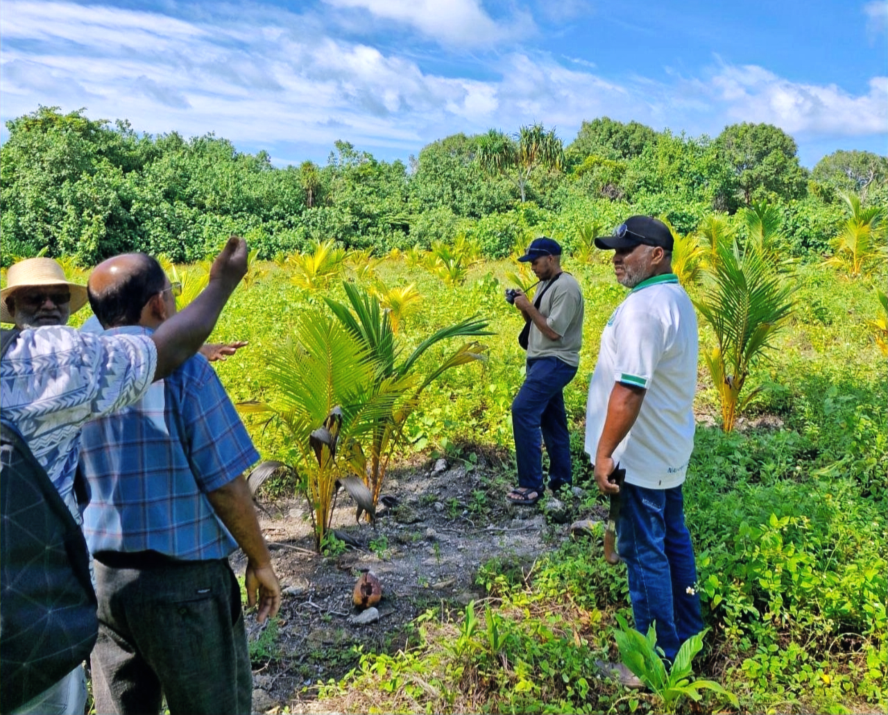 Coconut cultivation seedlings
