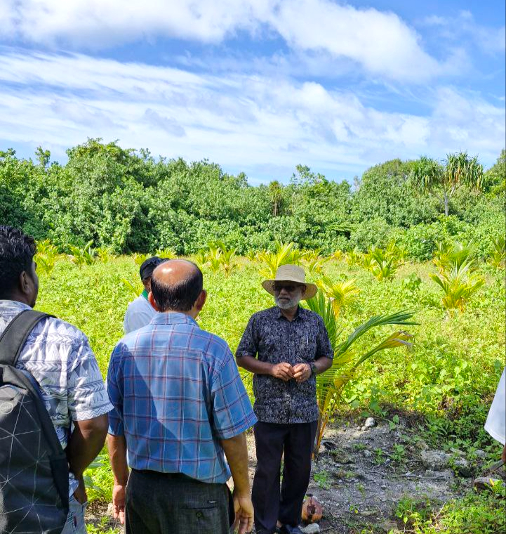 Coconut Cultivation Revival Project