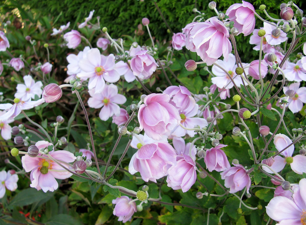 Top 5 Perennials for Autumn Color