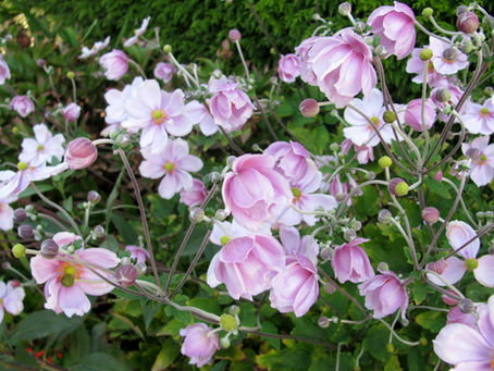 Top 5 Perennials for Autumn Color