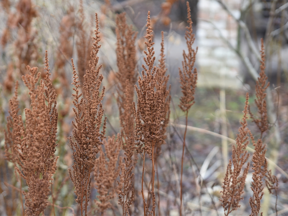 the dried flowers of astilbe stand upright and look lovely in the winter garden.