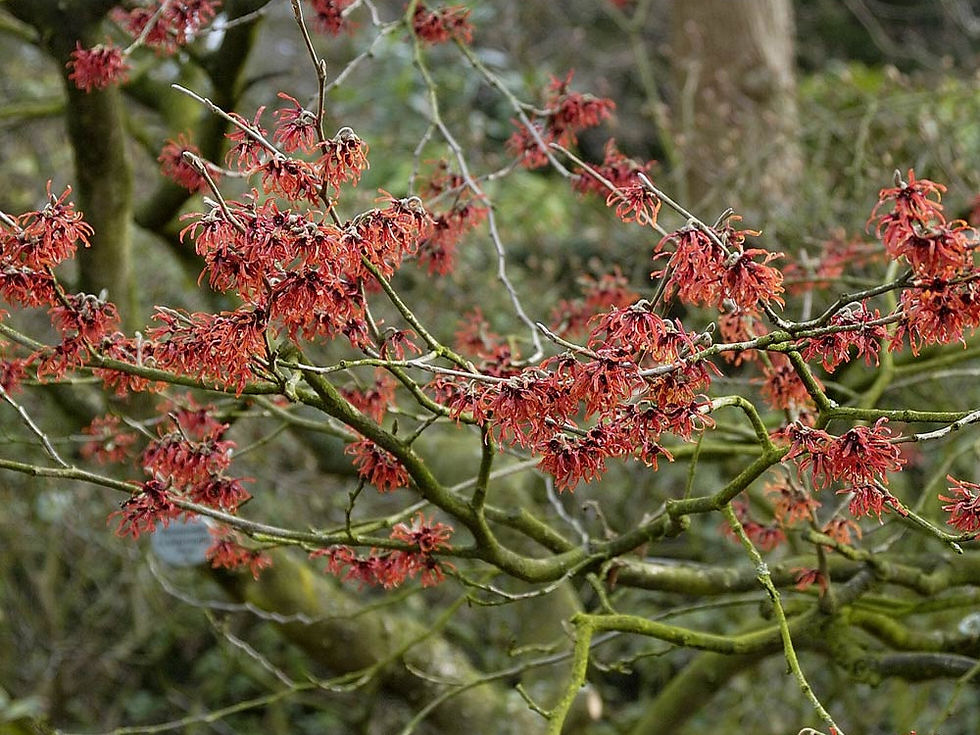 fragrant, bright red flowers of hamamelis "Jelena" are gorgeous winter interest in the garden.