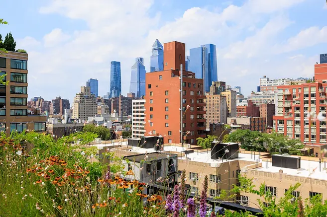 Staghorn NYC rooftop garden design with birch trees, pergola, fencing and garden plantings
