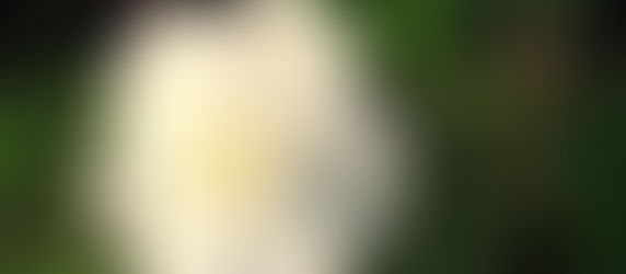 Night-Blooming Flowers