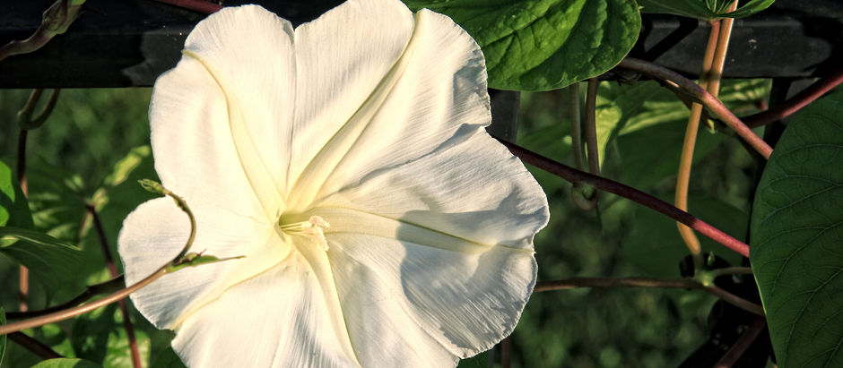 Night-Blooming Flowers