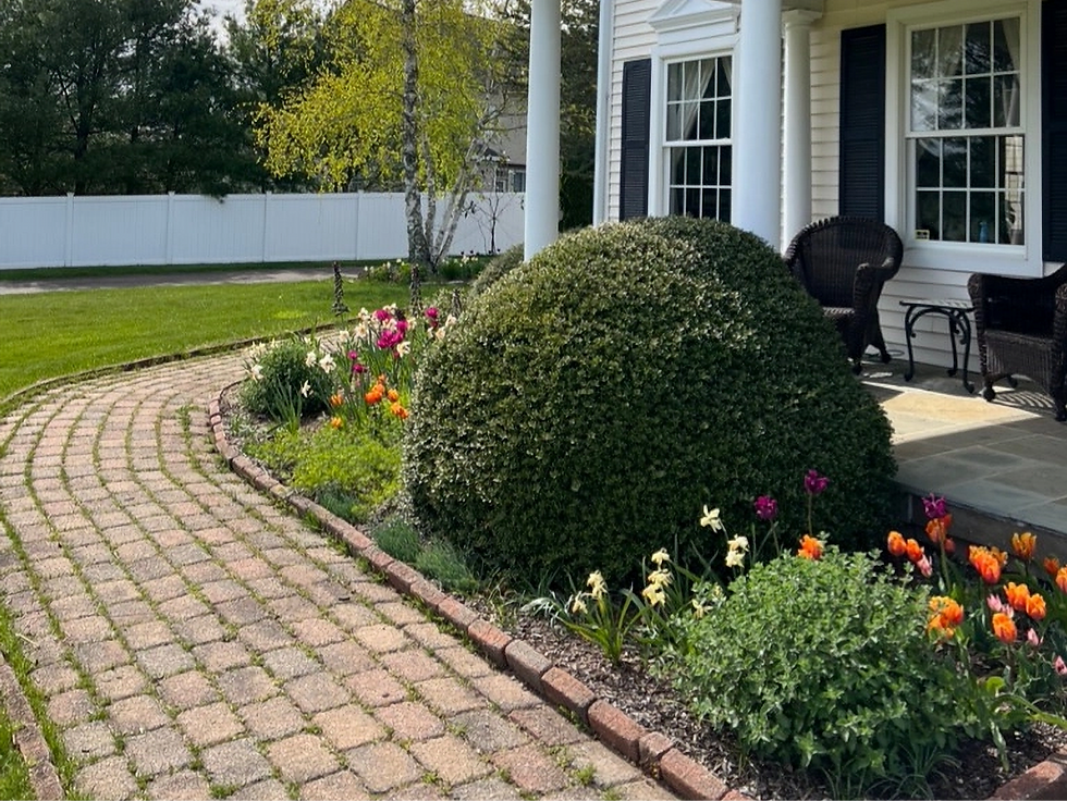 Colorful tulip and daffodil flowers with a large evergreen shrub and spring growth in the garden.