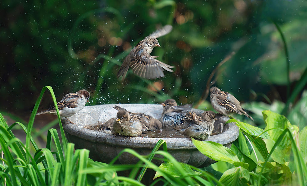Songbirds enjoying a stone bird bath in the garden.