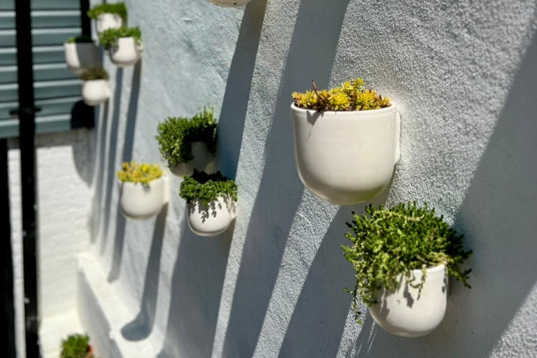 assorted sedums offer heat tolerant color and interest to these wall planters