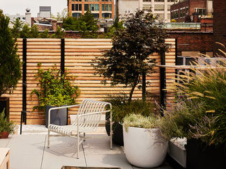 the five best trees for rooftop gardens in nyc