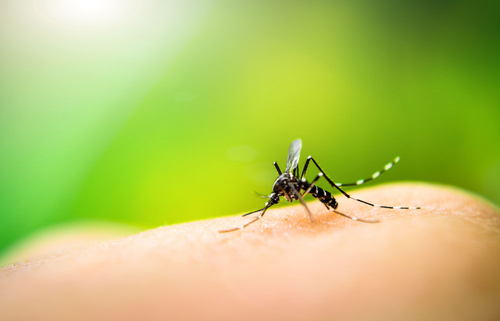 Tips for Keeping Mosquitoes at Bay