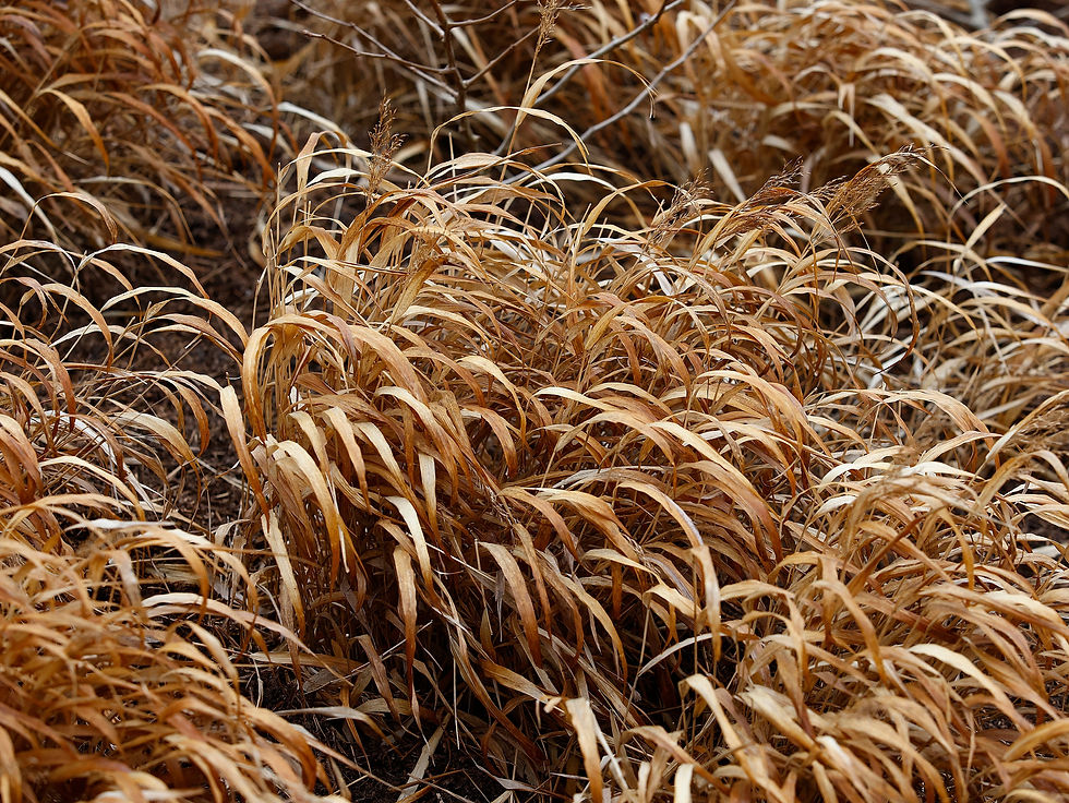 hakonechloa grass gives beautiful non-evergreen winter interest in the garden.