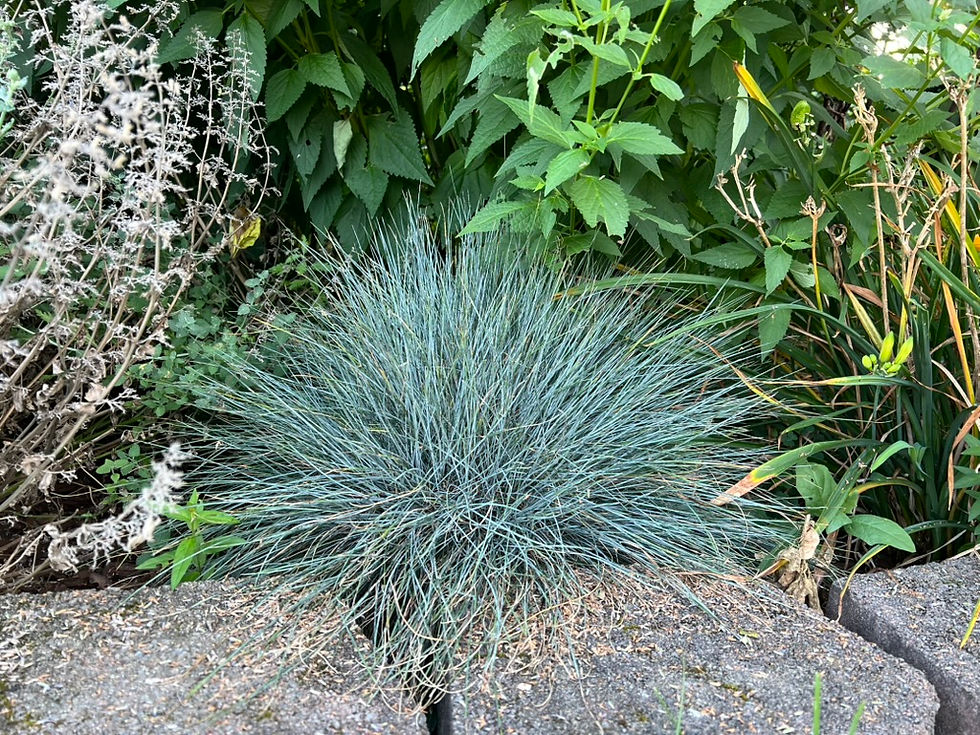 heat and drought tolerant festuca glauca offers all season color and interest to the garden with blue-tinged foliage