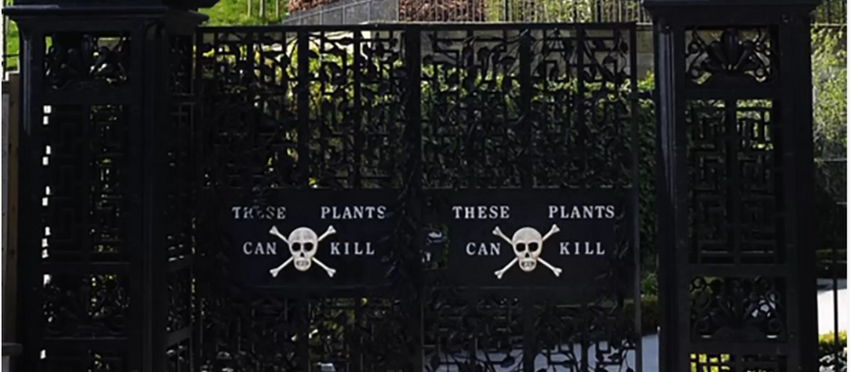 Plant Lore: Deadly Nightshade (Atropa belladonna)