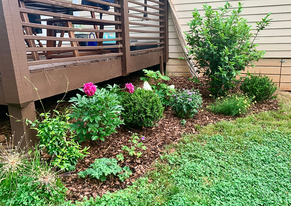 The deck-flanking side of the new Pear Tree Border.