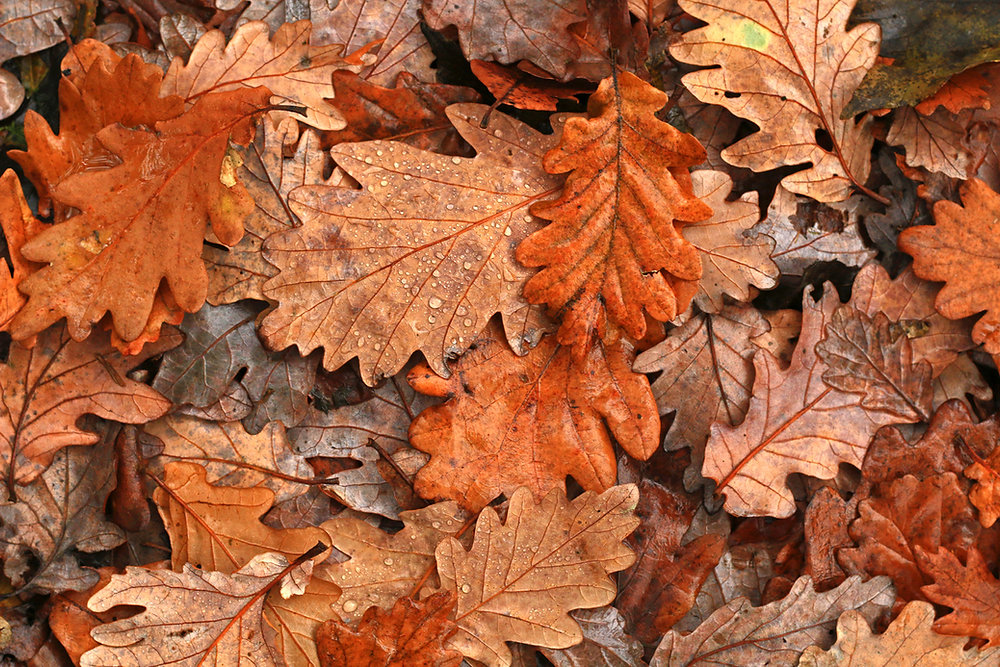 Single Color Fall The Science Behind Fall Color