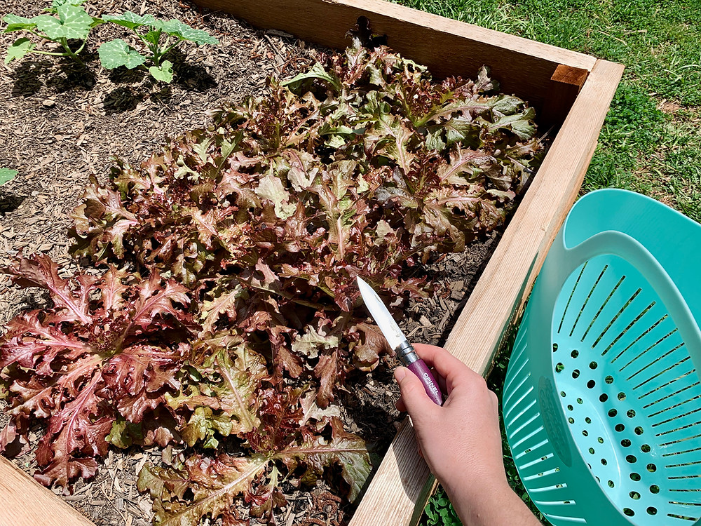 I recently indulged in a fresh salad with lettuce and kale picked straight from the garden.