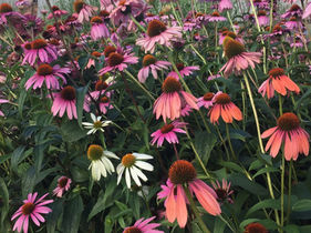 Echinacea flowers offer punchy color and interest and are an excellent heat tolerant plant for the August garden