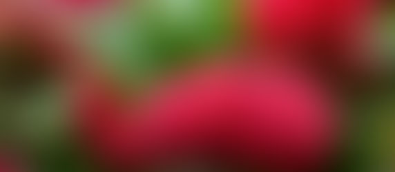 What to Plant Now: Autumn Annuals