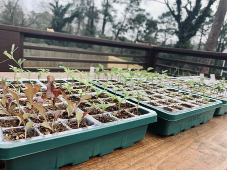 Managing + Planting Seedlings 