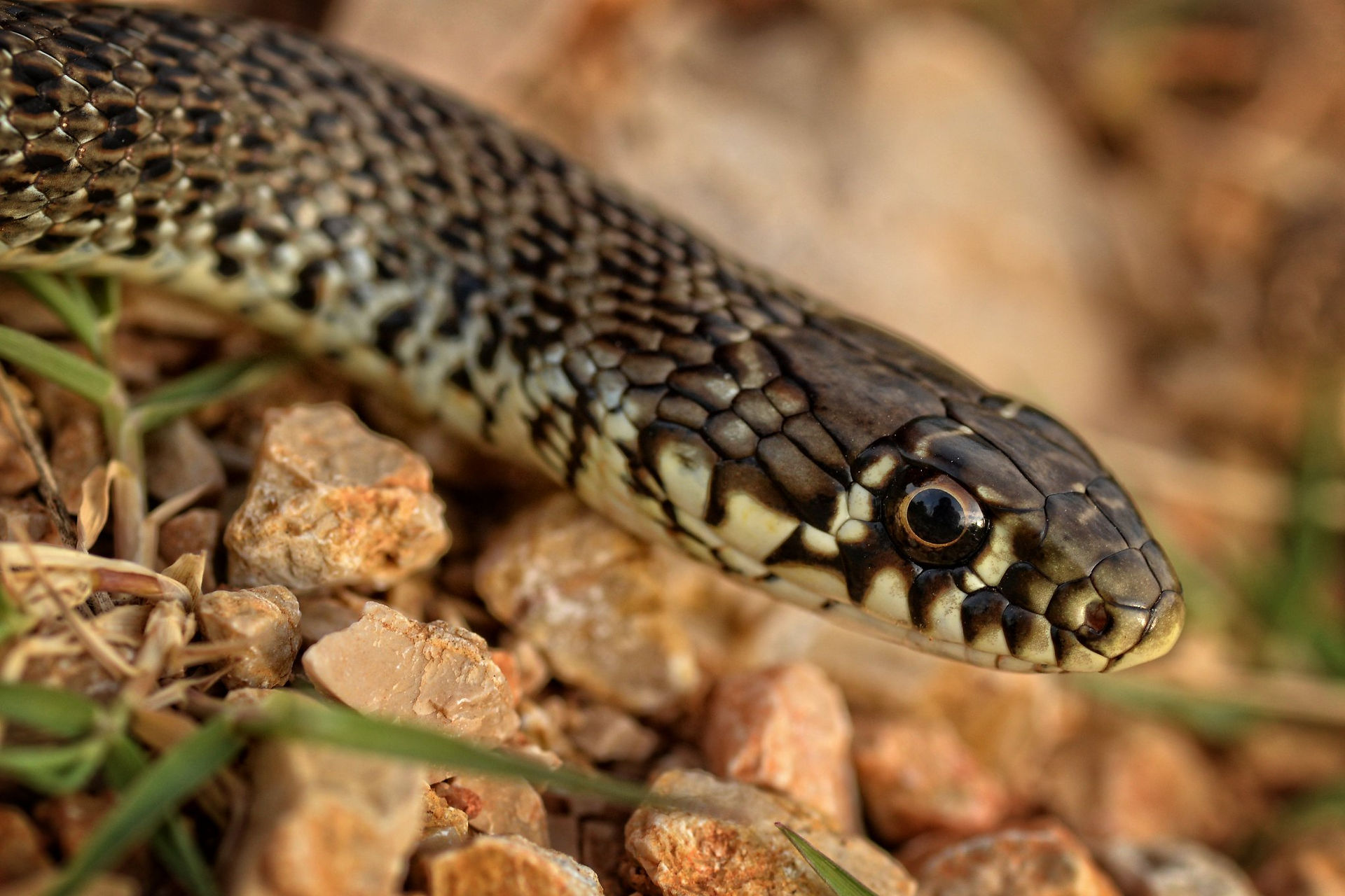 Hierophis gemonensis