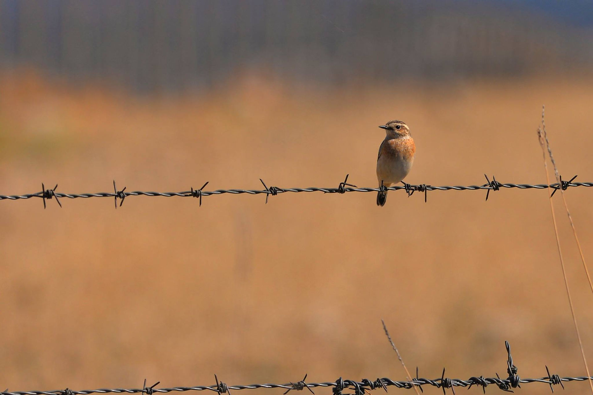 Saxicola rubetra
