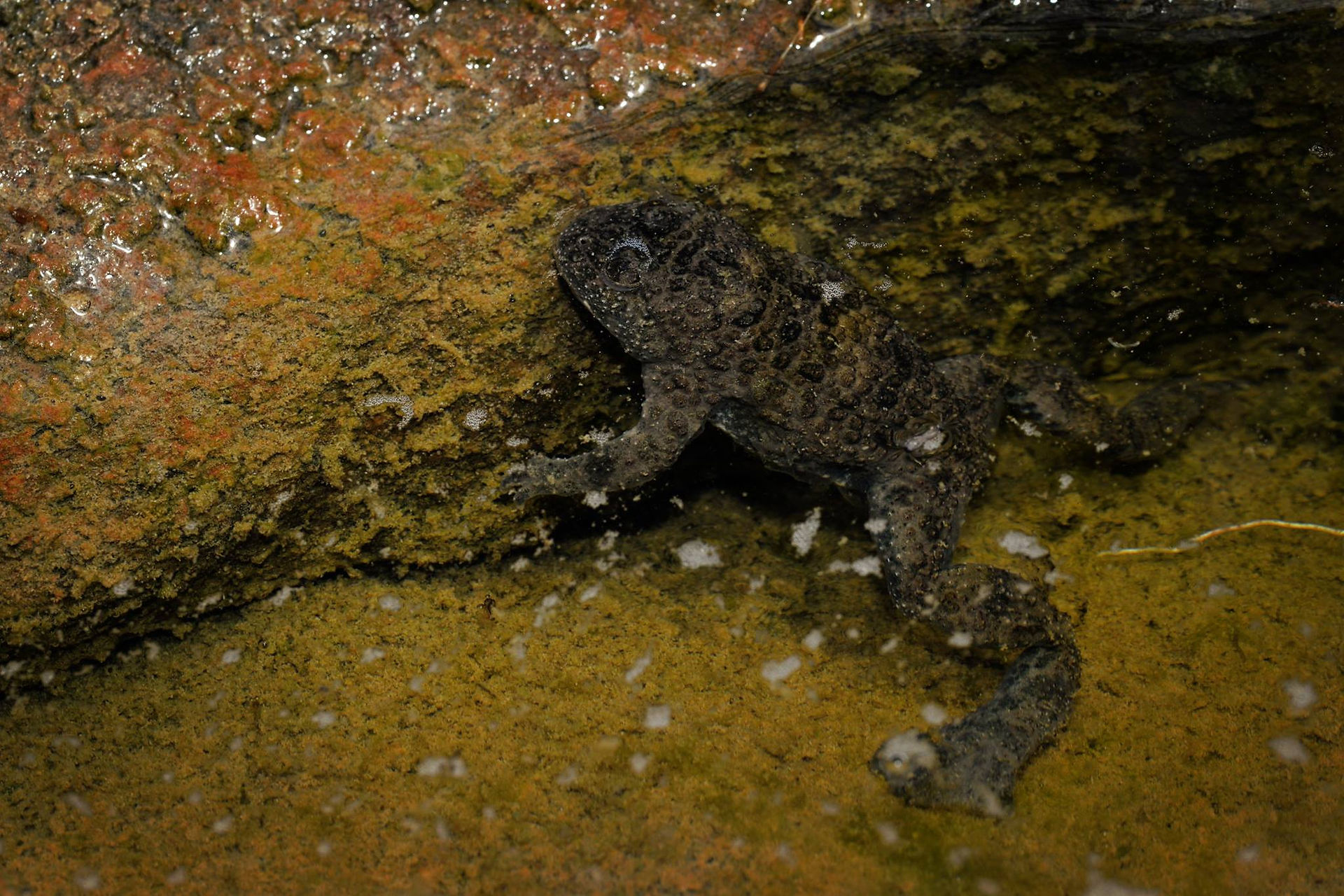 Bombina variegata