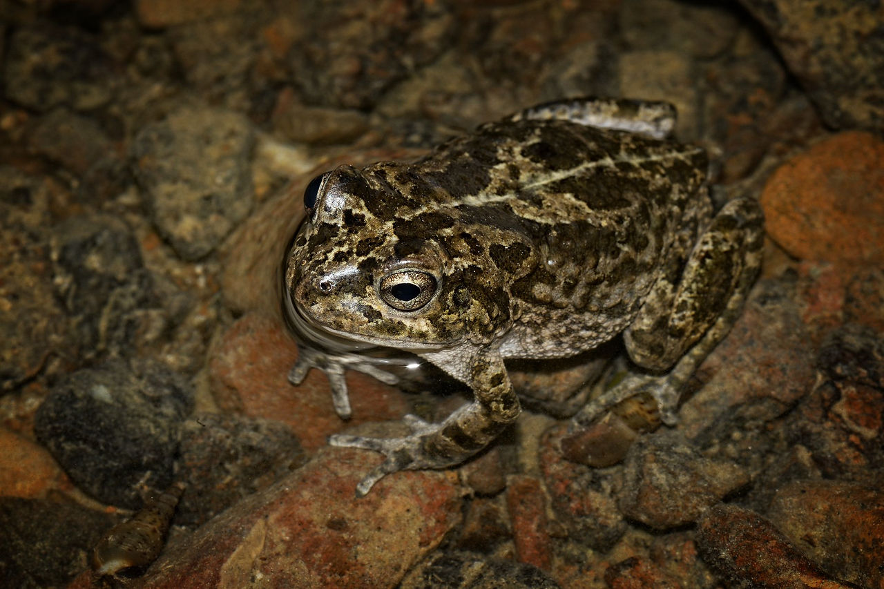 Sclerophrys arabica