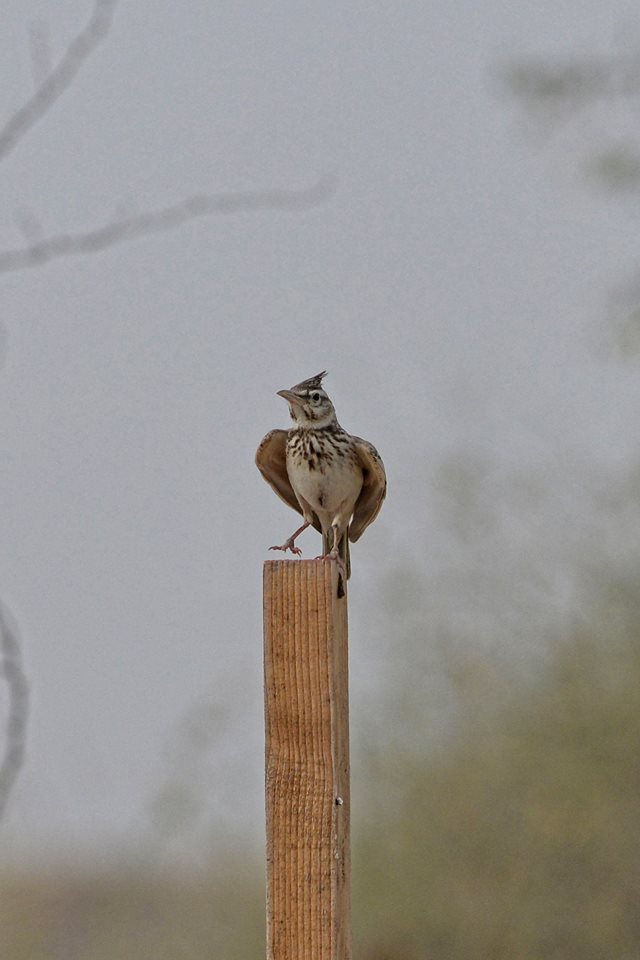 Galerida cristata