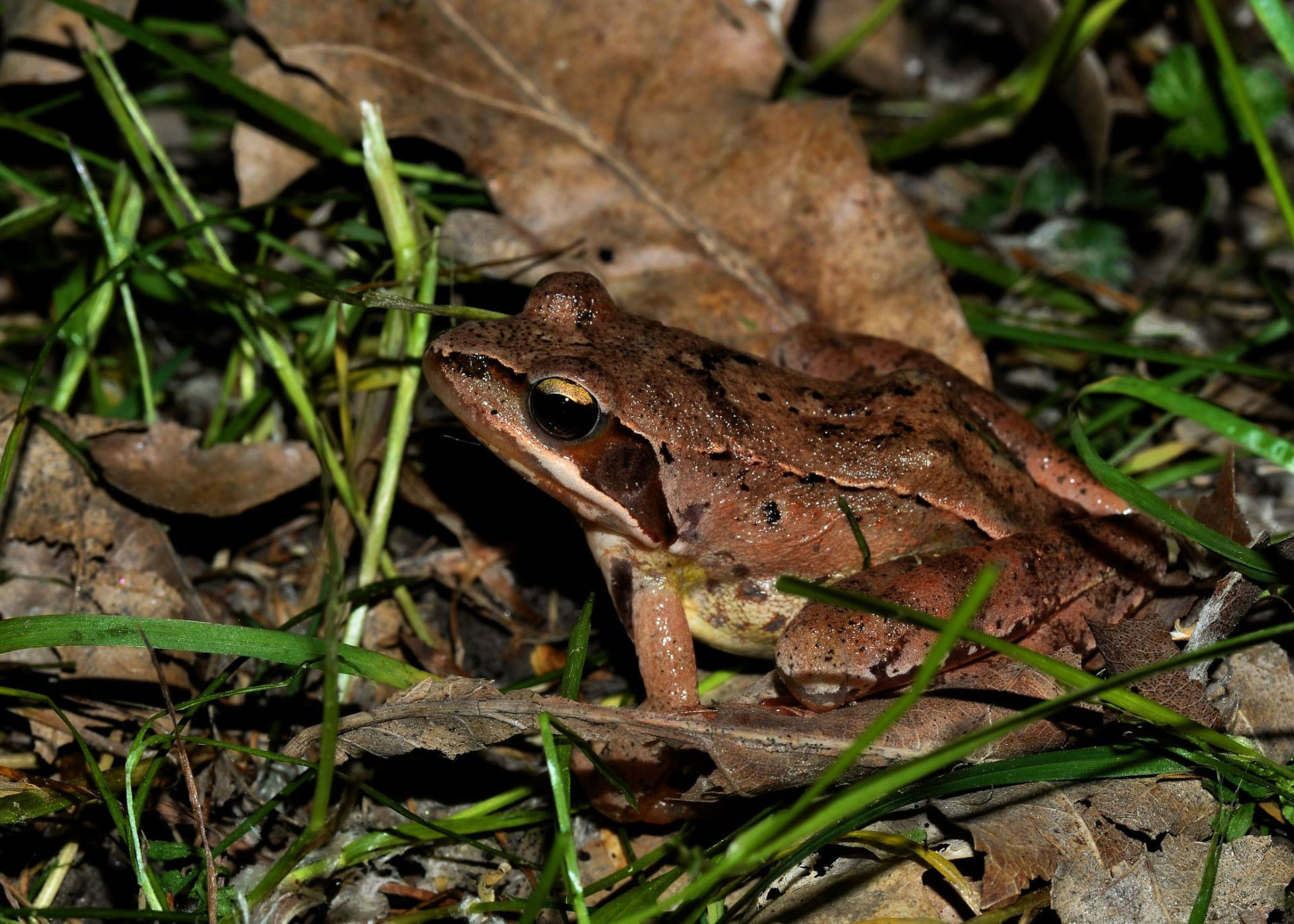 Rana dalmatina