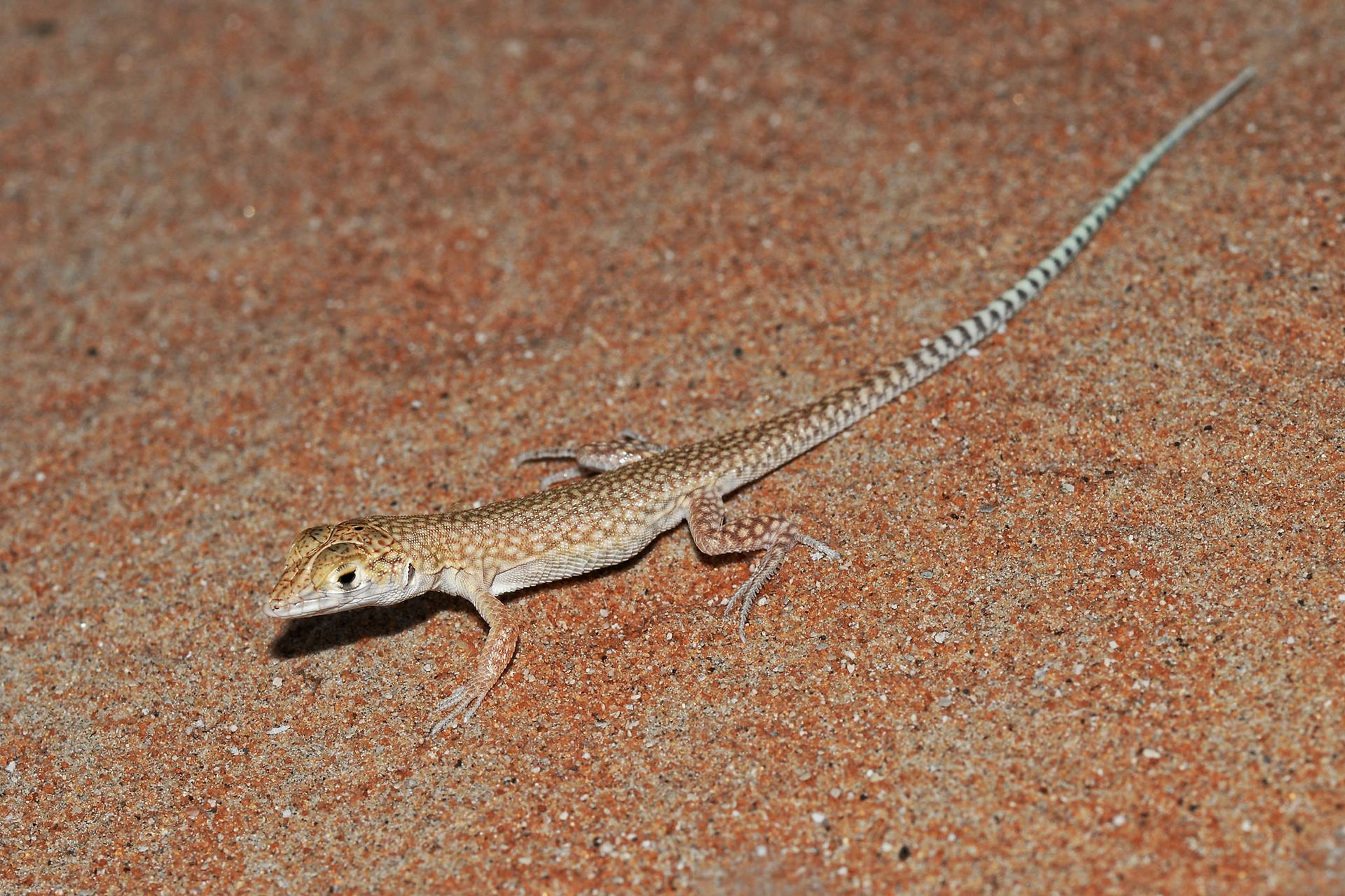 Acanthodactylus schmidti
