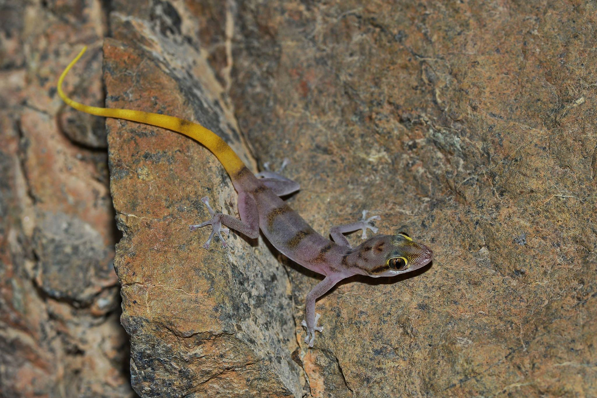 Asaccus gallagheri