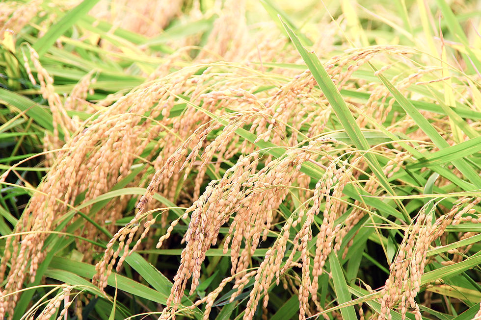 オンラインでのお米販売を始めます!