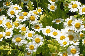 640px-Feverfew.jpg