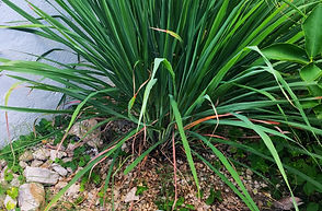lemon-grass-1.jpg