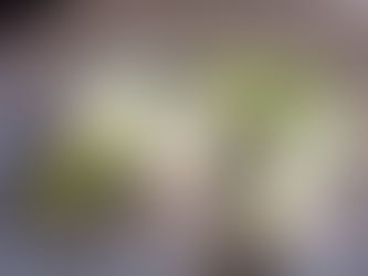 Rabaton al forno (Ricotta-Spinat Gnocchi)