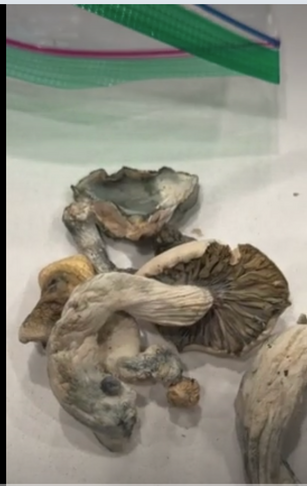 Sneaking Mushrooms into Netflix taping