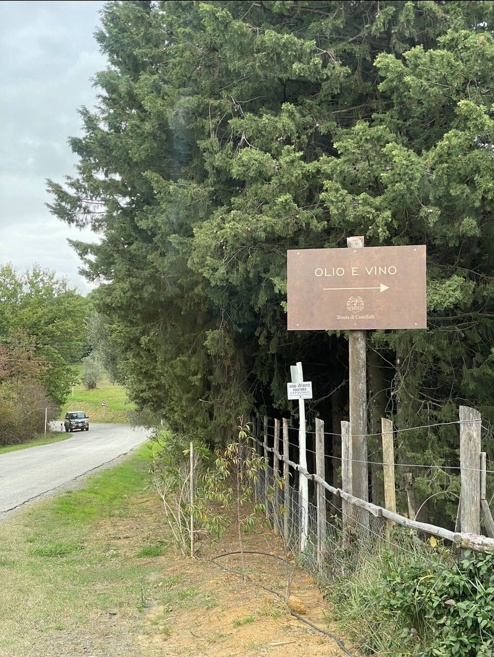 Tenuta di Castelfalfi, where we turned our olives into oil!