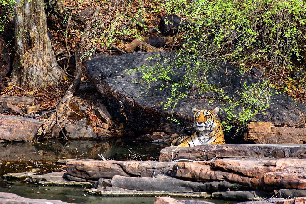 Meanwhile, the mother went for a well earned rest, in a close by rock pool, waiting for her turn to eat.