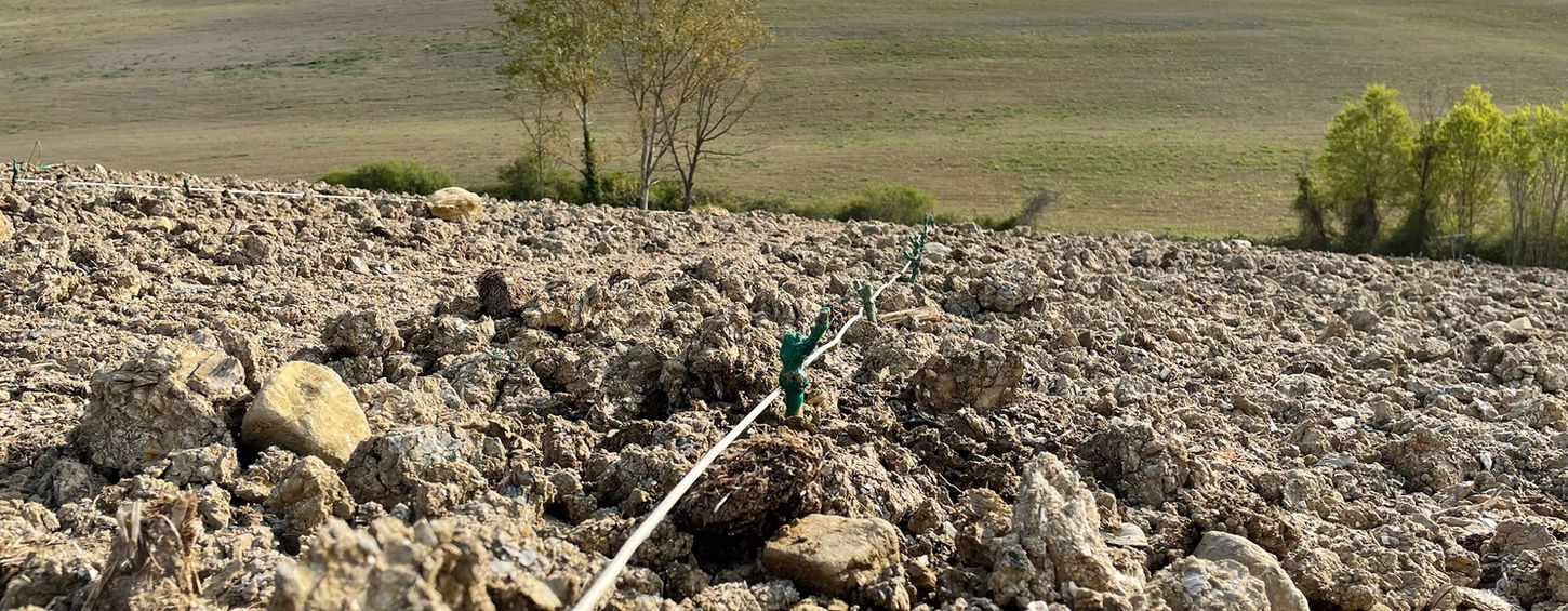 Carefully Placed in Rows new vines