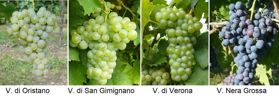 The variations of different Vernaccia grapes