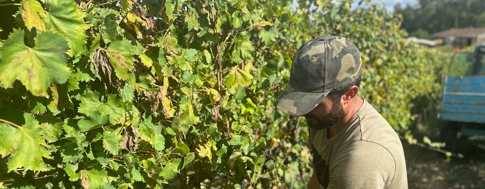 Il primo vino nel 2025