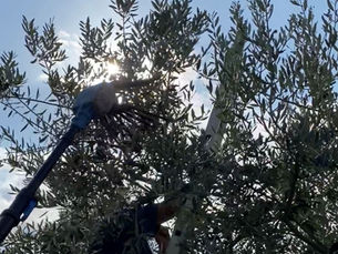 October Olive Picking