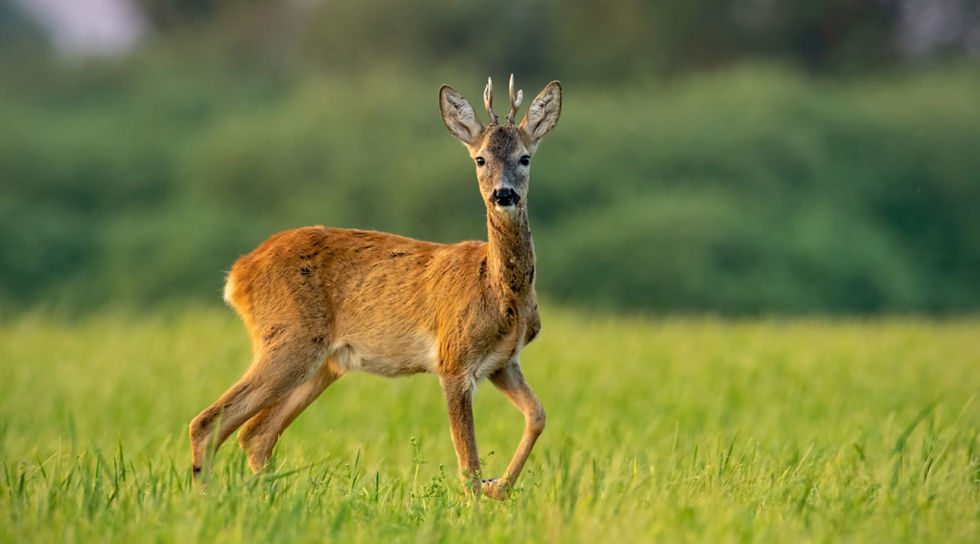 A roe deer, caught in action in the fields of the countryside