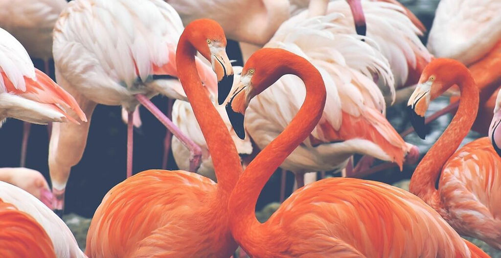 A group of flamingos in the lagoon of Orbetello