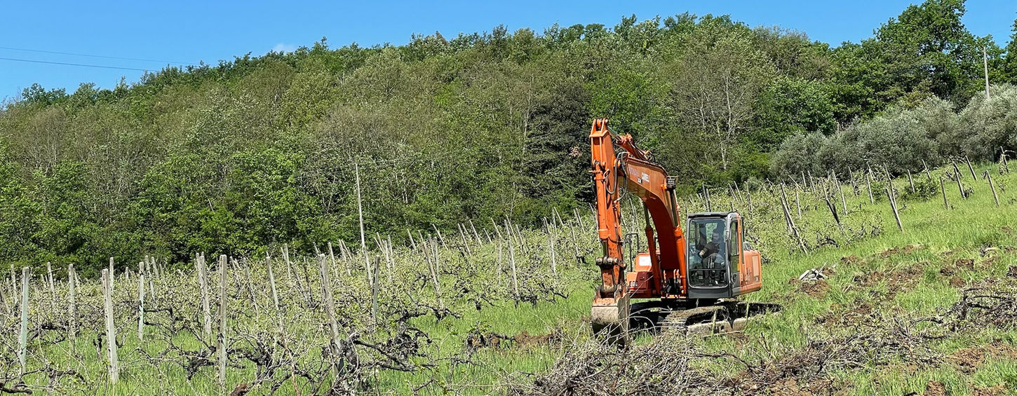 Digging up half of the vineyard