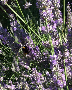 Bee's on the Lavender