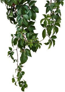 Vines | Preservation Tree Service
