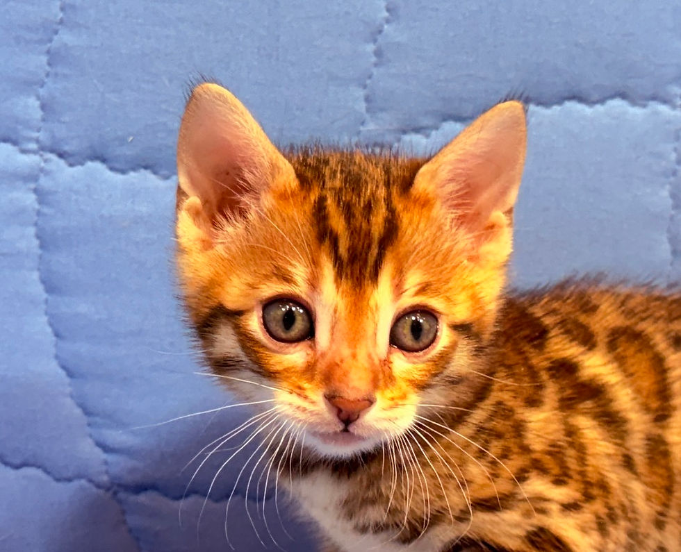 Thumbnail: Phoenix, Male